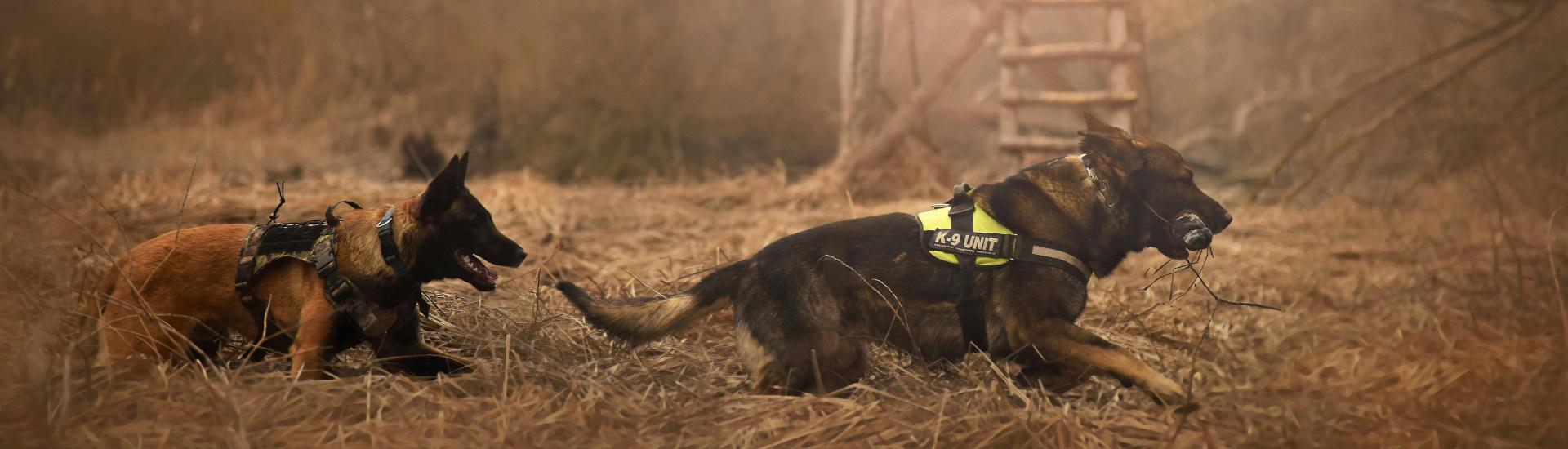activiteiten met de hond