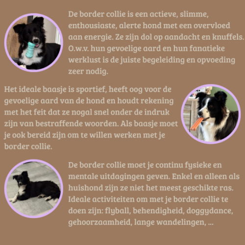 de border collie