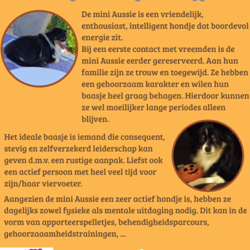 de mini Aussie