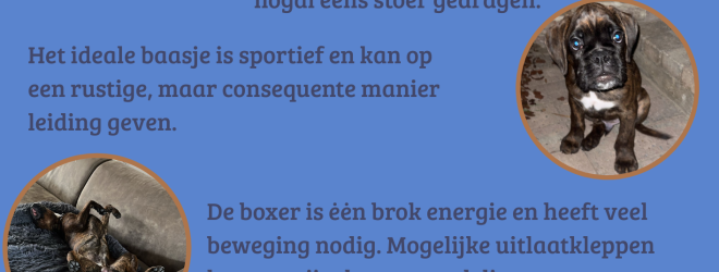 de boxer