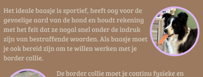 de border collie