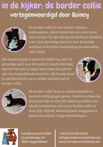 de border collie